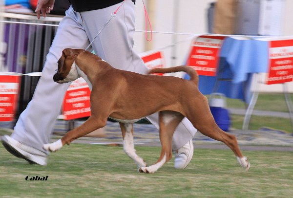 dogsonshow16.613.moving.jpg - 52347 Bytes