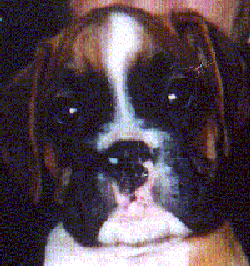 pup1aa.gif - 32956 Bytes