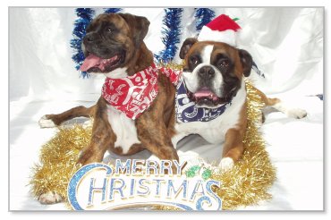 xmascard2.jpg - 27943 Bytes