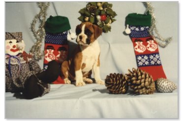 xmascard3.jpg - 22322 Bytes